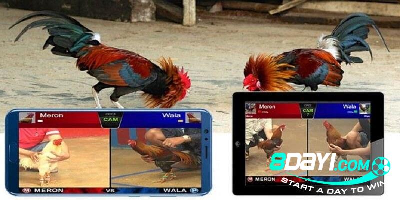 8DAY_Đá Gà Mạng Online Là Gì? Kinh Nghiệm Chơi Cược Hiệu Quả 8DAY_Đá Gà Mạng Online Là Gì? Kinh Nghiệm Chơi Cược Hiệu Quả