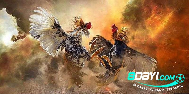 8DAY_Đá Gà Mạng Online Là Gì? Kinh Nghiệm Chơi Cược Hiệu Quả 8DAY_Đá Gà Mạng Online Là Gì? Kinh Nghiệm Chơi Cược Hiệu Quả